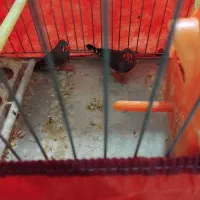 فروش دو عدد فنج نر با قفس