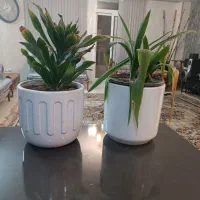 گلدان سرامیکی