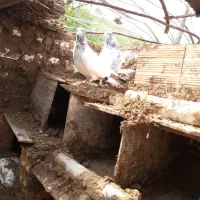 کفتر جفت نر ماده