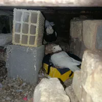 کبوتر‌طوقی