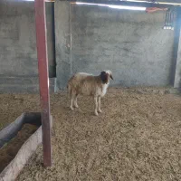 میش بره، شک ورن، بز،گوسفند|حیوانات مزرعه|آبدانان, |دیوار