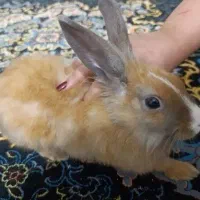 خرگوش