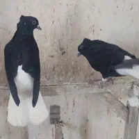 چند جفت دمسفید