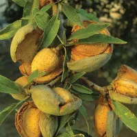 ارائه نهال بادام سوپر نوا به قیمت ۵۰ هزار تومان|خدمات باغبانی و درختکاری|بوکان, |دیوار