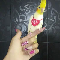 کوکاتیل عروس نباتی