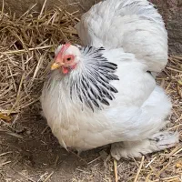 مرغ وخروس
