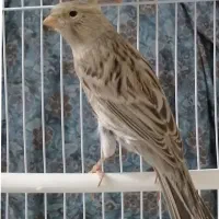 ۲قناری نر پارسالی اوپال نقره ای خانگی|پرنده|مشهد, کوی سیدی|دیوار