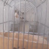 سهره فروش یامعاوضه|پرنده|شیراز, کرونی(خاتونک)|دیوار