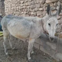 الاغ ماده
