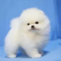 سگ توله پامر . پامرانین خرسی سفید ۷۲ روز|سگ|تهران, ایوانک|دیوار