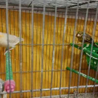 فنچ|پرنده|زنجان, |دیوار