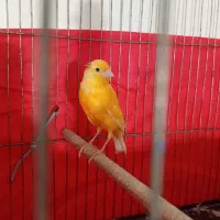 قناری نر جوان ۴ ماه|پرنده|ملایر, |دیوار