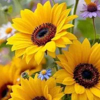 پخش تخمه خوی.بی واسطه