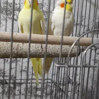 یک جفت طوطی عروس بالغ