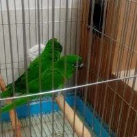 طوطی هانس ماکاعو