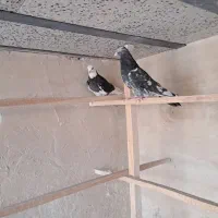 کفتر پرشی|پرنده|قم, بکایی|دیوار