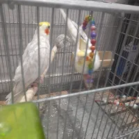 عروس هلندی لوتیتو جفت مولد|پرنده|تهران, مسگرآباد|دیوار