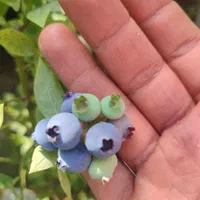 نهال بلوبری و گیاهان آپارتمانی