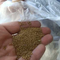 بذر یونجه و کاه یونجه