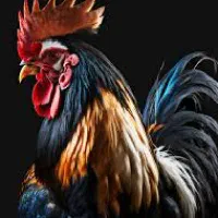 خروس و مرغ جهت خون و قربانی