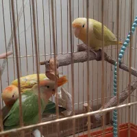 طوطی برزیلی|پرنده|تهران, جنتآباد مرکزی|دیوار