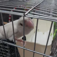 برزیلی دستی آلبینو نَر|پرنده|قزوین, |دیوار