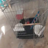 فروش قفس نیمه کاسکویی صفر با وسایل داخل