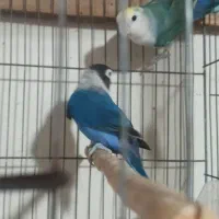 جفت کوتوله یرزیلی