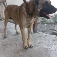 سگ سرابی نر|سگ|چهارباغ, |دیوار