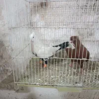 سرخ دم سفید چتن سیاه|پرنده|مشهد, شایه|دیوار