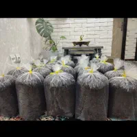 چای بهاره|خوردنی و آشامیدنی|چالوس, |دیوار