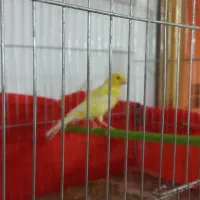 قناری ماده|پرنده|کوهدشت, |دیوار