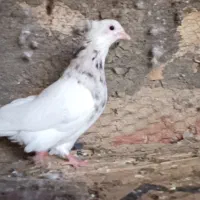 کبوتر سینه زرد بلژیکی و کله الماسی وطوقی لامرد|پرنده|لامرد, |دیوار