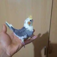 جوجه طوطی عروس|پرنده|سنگر, |دیوار