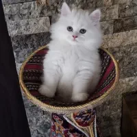 گربه اصیل