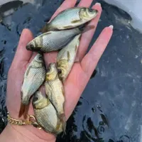 بچه ماهی کپور امور در استخر اب ثابت|ماهی|اصفهان, ملاصدرا|دیوار