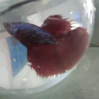 ماهی فایتر هالفمون|ماهی|اصفهان, لیمجیر|دیوار