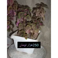 گل طبیعی|گل و گیاه طبیعی|دیواندره, |دیوار