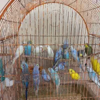 مرغ عشق
