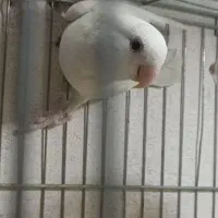 کوتوله آلبینو نیست در جهان