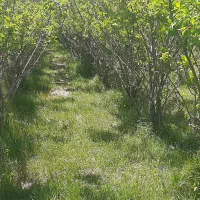 زمین باغ آلو ۴۴۹ متری بابا سلطان|فروش زمین و ملک کلنگی|خوانسار, |دیوار