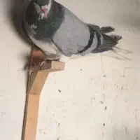 ۵ تا شهری|پرنده|شیراز, ماه فیروزان|دیوار