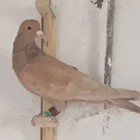 یال سرکه ای