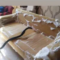 مبل شویی و فرش شویی در منزل