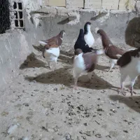 کبوتر رنگی