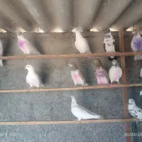 کفتر تکپر