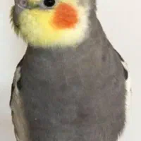 عروس هلندی نر دستی سخنگو بالغ،لوتینو ماده