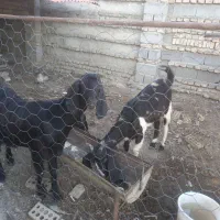 بز با بزغاله