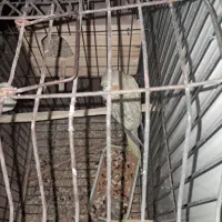 طوطی هلندی|پرنده|اندیمشک, |دیوار