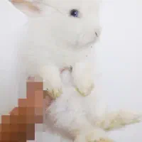 خرگوش